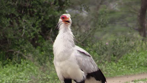 secretarybird in green savanna, yawns, opening beak and showing nictitating eye membrane, medium shot front view