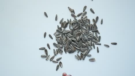 a pile of sunflower seeds