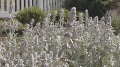 close up detail shot of a lamb's ear flower stalk in a lush natural garden landscape