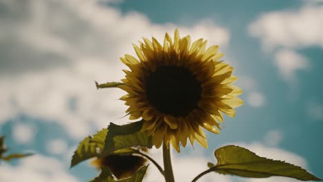 Sonnenblume-Vor-Blauem-Himmel-Und-Wolken---Niedriger-Winkel