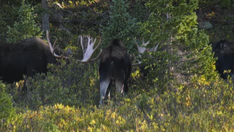 large bull moose eating on willows