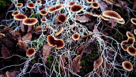 close-up of mushrooms and white mycelium on forest floor