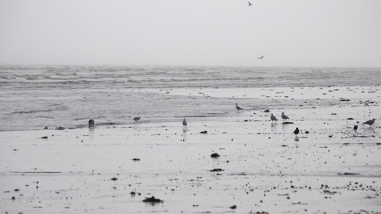 Gulls and crows walk along a sandy seashore searching for food as waves lap in on a dark and moody early morning before storm Ciar&aacute;n is due to make landfall