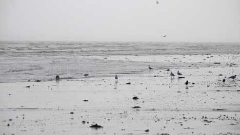 Gulls-and-crows-walk-along-a-sandy-seashore-searching-for-food-as-waves-lap-in-on-a-dark-and-moody-early-morning-before-storm-Ciarán-is-due-to-make-landfall