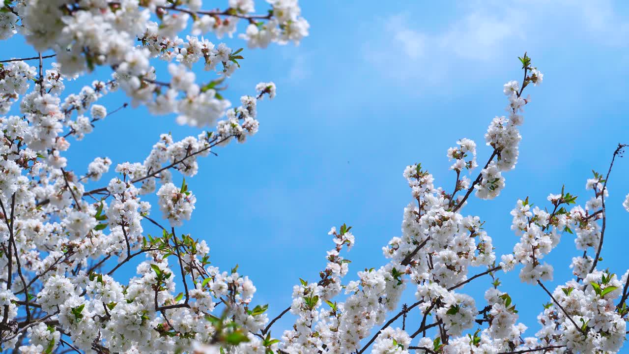 Beautiful orchard in spring. Blossoming fruit tree on clear blue sky background. Bees flying in white flowers blooming on branches in a sunny day. Copy space