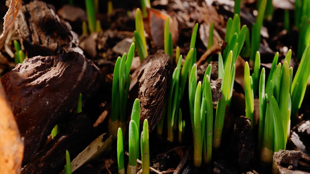 gros plan timelapse des pousses de plantes dans la caméra d'éclairage de studio se déplaçant de gauche à droite