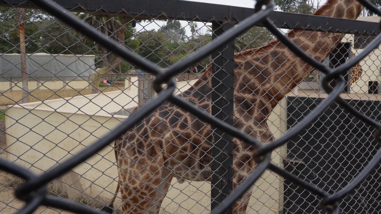A giraffe behind fences inside an enclosure. Camera focuses on it's unique golden and brown patter and colors on its skin. Located in "Parque de las leyendas" Zoo in Lima, Peru.