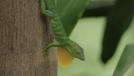 jamaican giant anole, an endemic lizard from jamaica. display behaviour - territorial and mating display.