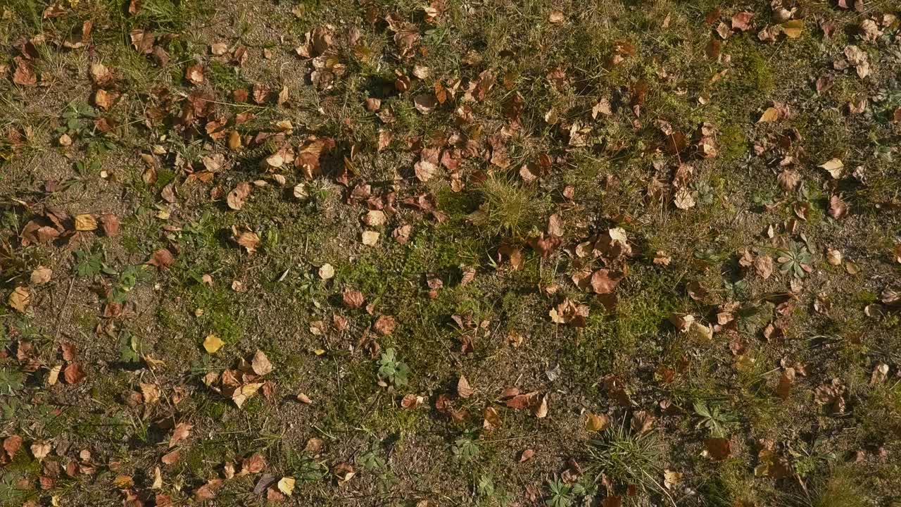 hojas de otoño en el suelo, pullen con aire alrededor