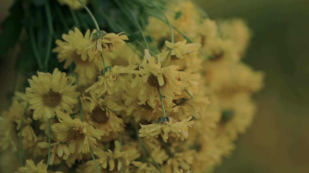 Primo piano di fiori di crisantemo gialli pendenti.
