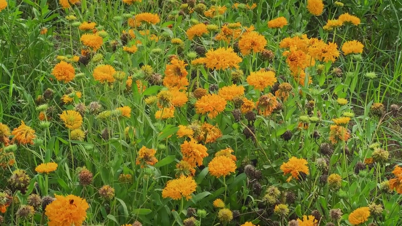 Primo piano di vivaci fiori Solanna Golden Sphere che ondeggiano dolcemente nella brezza, creando una colorata esposizione da giardino ornamentale.