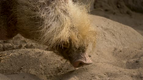 close-up portrait of a bearded pig turning its head towards the camera in slow-motion