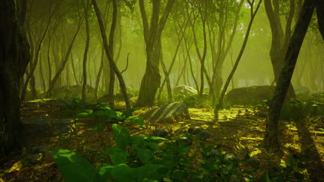 lush forest bathed in golden sunlight creates a tranquil haven for explorers