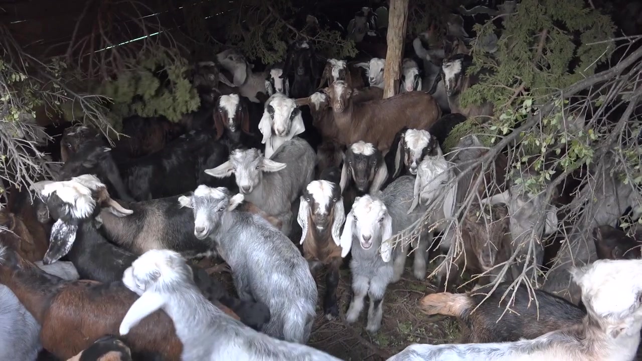 Gregge di capre a riposo all'interno di un rifugio rustico in legno