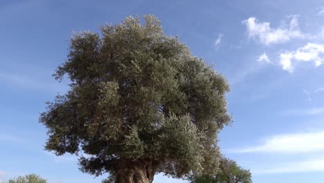 olive tree with moving green branches in slight breeze and blue sky