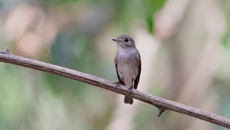 el papamoscas marrón asiático es un pequeño pájaro paseriforme que se reproduce en japón, himalaya y siberia