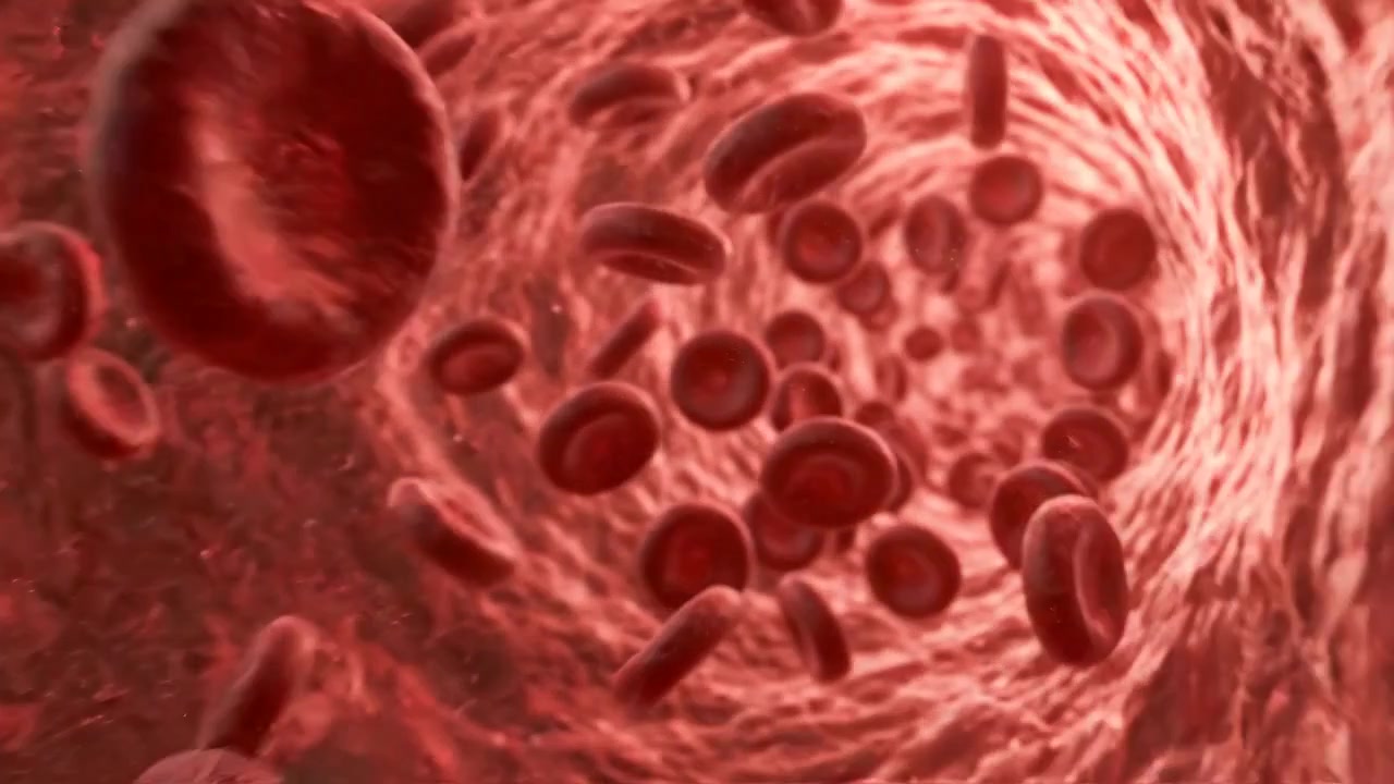Microscopic View of Red Blood Cells Flowing Through a Vein