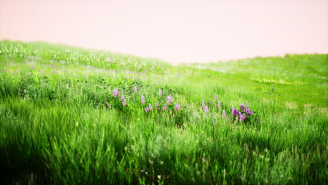 landscape view of green grass on slope at sunrise