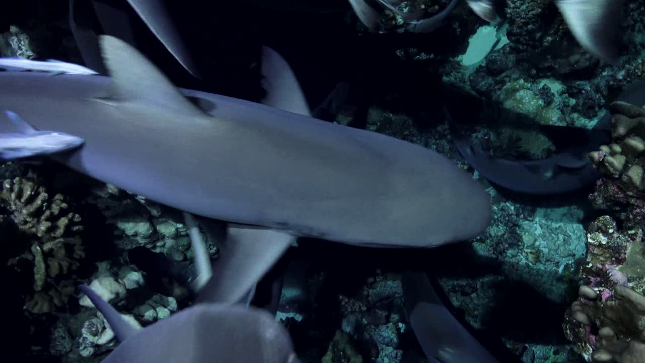Sharks hunting at night on coral reef. Sharks cruising in close up all over ender the camera