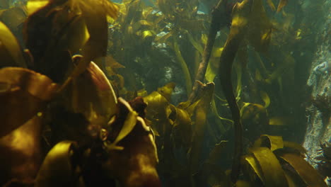 underwater shot of kelp swaying in the current of clear ocean water with sun rays hitting the seaweed