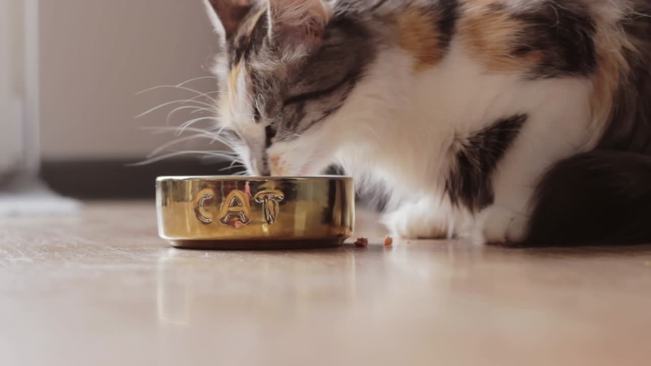 Aufnahme aus der Froschperspektive: Orange-weiß-schwarze Katze frisst Futter aus Napf, statisch, Tag