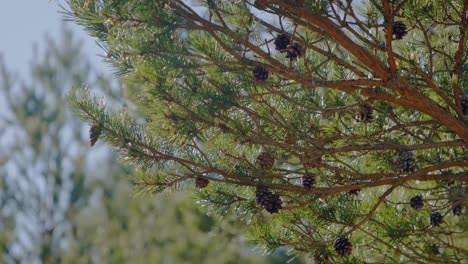 A-pine-tree-branch-adorned-with-numerous-pine-cones,-showcasing-the-natural-abundance-of-cones-on-the-branch