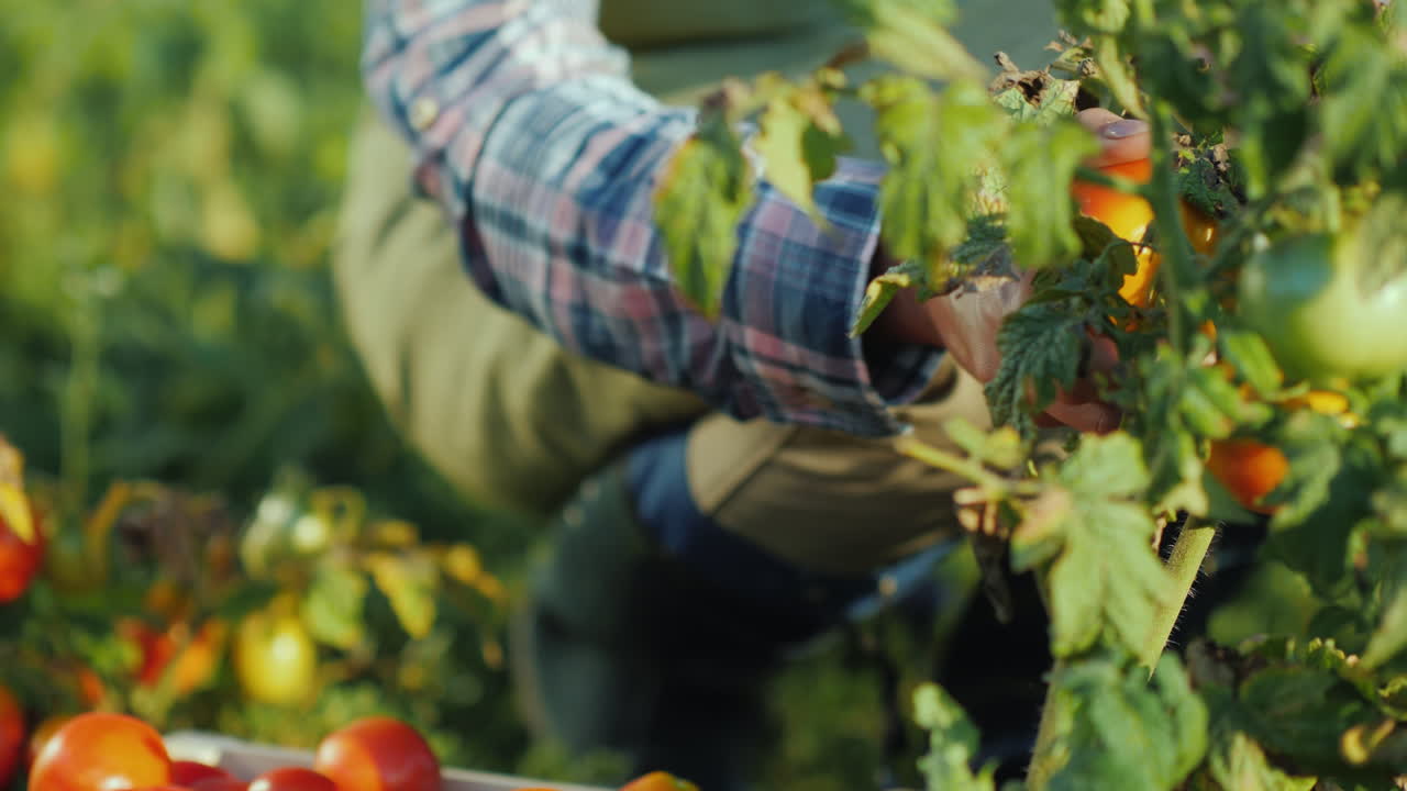 작업자가 현장 유기농 제품에서 수확하는 상자에 토마토를 넣습니다.