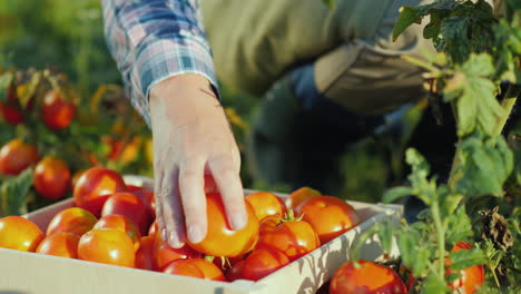 trabajador de manos puso un tomate en una caja cosechando en el campo productos orgánicos