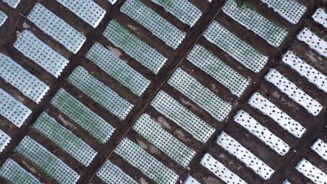 aerial view of a vast expanse of onion seeding fields