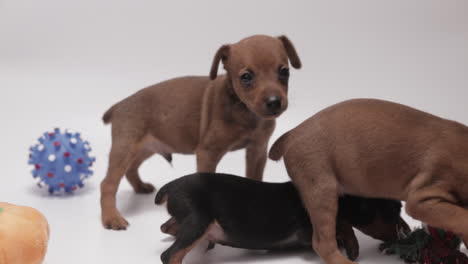 focus on three playful miniature pinschers puppies on white background, 4k