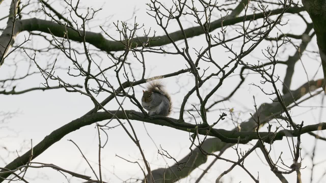 ardilla gris silvestre sentada en lo alto de un árbol de sicómoro