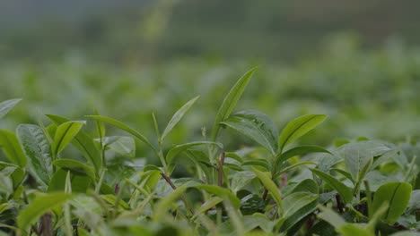 gotas de lluvia caen sobre hojas de té verde fresco en una terraza de montaña en china