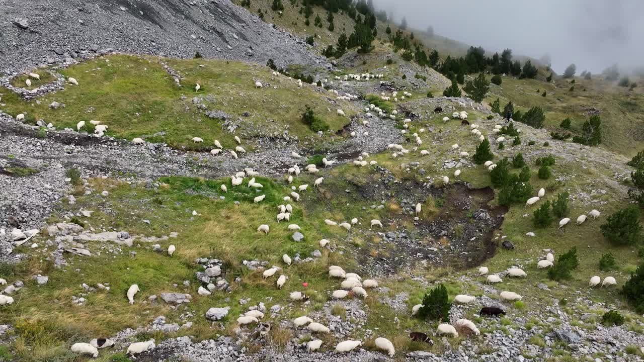 Herd of Sheep Grazing in the Mountains Theth National Park Aerial View