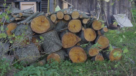 big stack of raw cutting logs on green grass of countryside yard.