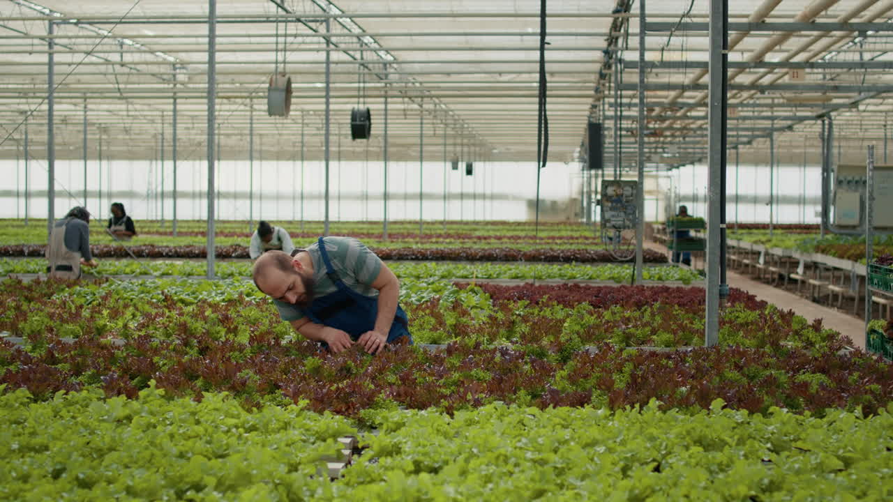 Workers tending to lettuce crops in a greenhouse
