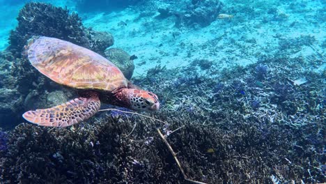 endangered sea turtle slowly swimming in the sea over the coral reefs with marine fishes