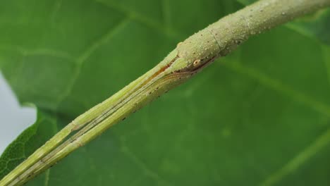 Insecto-Palo-Medauroidea-Extradentata,-Familia-Phasmatidae