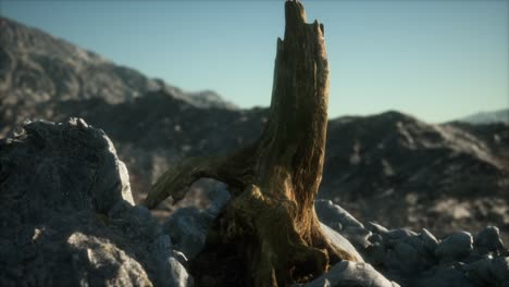 Dead pine tree at granite rock at sunset
