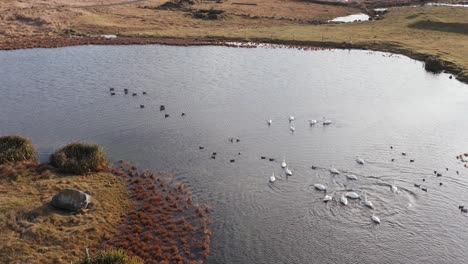 Flock-of-water-birds-swimming-in-peaceful-pond,-duck-and-swan,-aerial