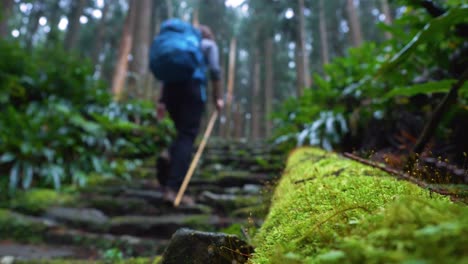 Rack-focus,-hiker-climbs-stone-steps-edged-with-moss,-Kumano-Kodo-Japan