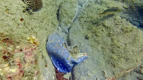 pieces of thrown away clothing and fabric lying on the ocean floor with a small fish swimming by