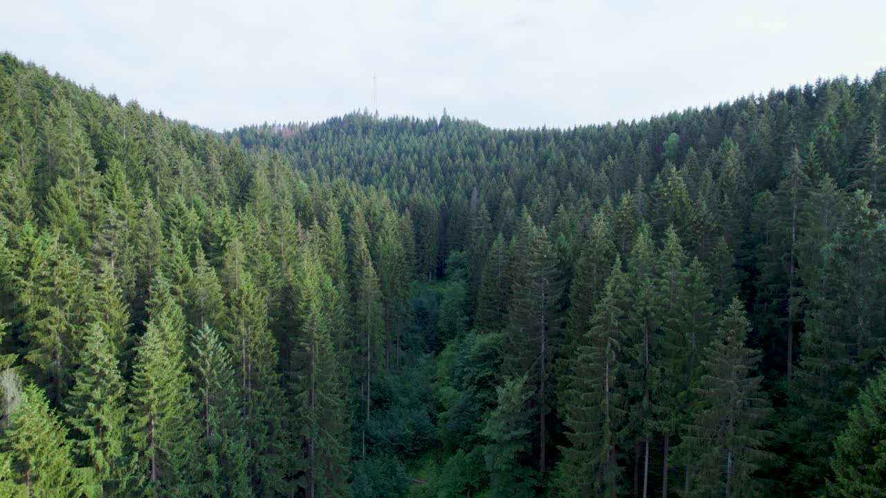 Veduta aerea con drone del deperimento forestale nella Germania centro-settentrionale