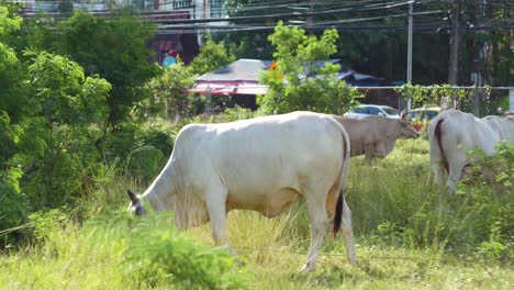 Weiße-Kuh,-Die-Gras-Auf-Dem-Hintergrund-Einer-Thailändischen-Straße-Frisst
