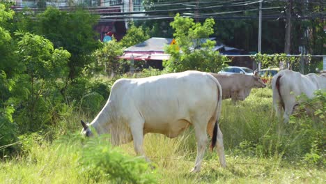 white cow eating grass on a background of thai street