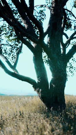 majestic tree in a summer field