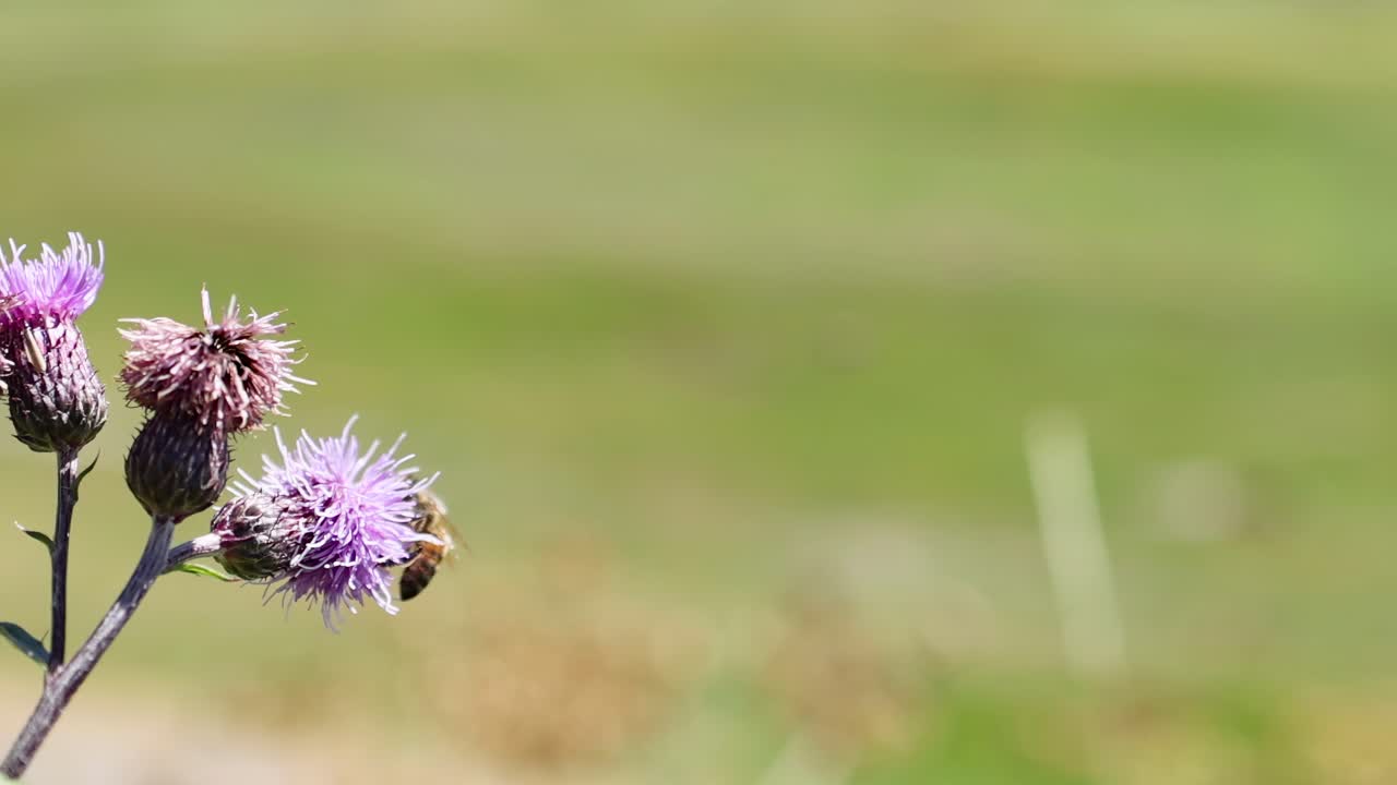 Bee on a Thistle Flower