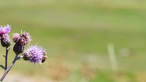 bee on a thistle flower