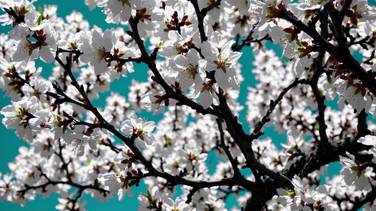 Video ravvicinato di fiori bianchi di ciliegio in fioritura, contro un cielo blu vibrante, ripreso da un'angolazione bassa.