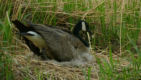 Pato-Poniendo-Sus-Huevos-En-Un-Nido-En-Un-Pequeño-Campo-De-Hierba---Primer-Plano