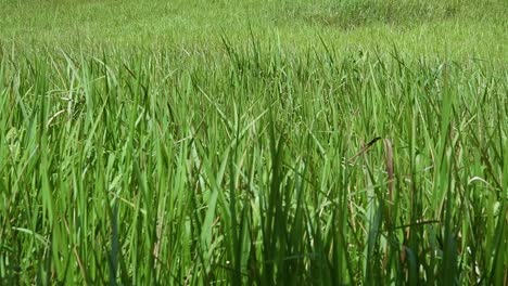 A-perennial-grass-native-to-tropical-and-subtropical-Asia-and-also-introduced-to-several-countries